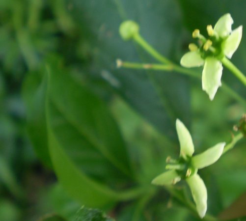 Euonymus eureopaeus