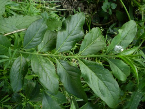 Euonymus eureopaeus