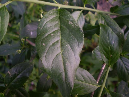 Euonymus eureopaeus