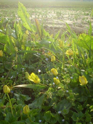 Ranunculus ficaria