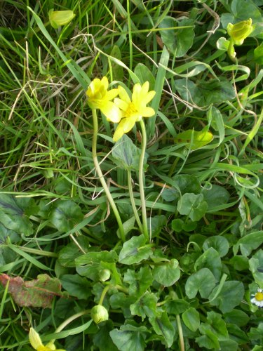 Ranunculus ficaria