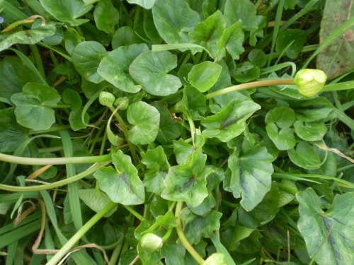 Ranunculus ficaria