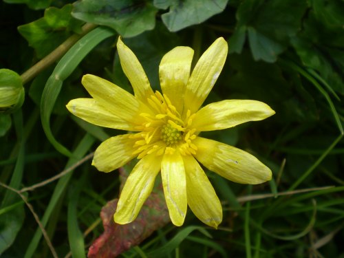 Ranunculus ficaria