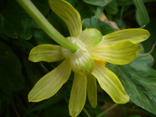 Ranunculus ficaria