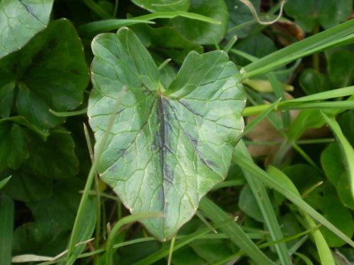 Ranunculus ficaria