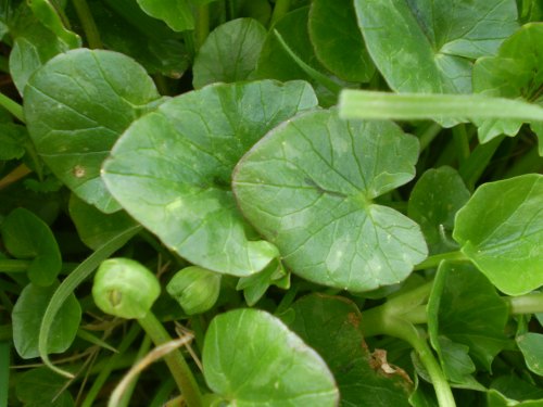 Ranunculus ficaria