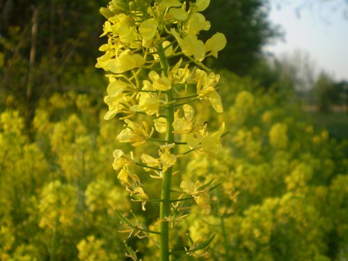 brassicacea, pianta  dominante - Sinapis cfr. alba