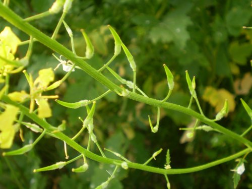 brassicacea, pianta  dominante - Sinapis cfr. alba