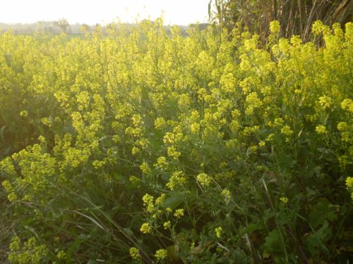 brassicacea, pianta  dominante - Sinapis cfr. alba