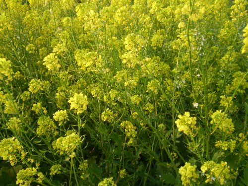 brassicacea, pianta  dominante - Sinapis cfr. alba