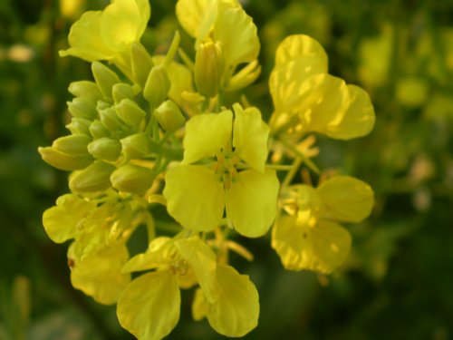 brassicacea, pianta  dominante - Sinapis cfr. alba