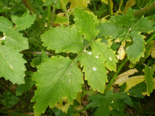 brassicacea, pianta  dominante - Sinapis cfr. alba