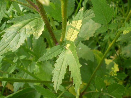 brassicacea, pianta  dominante - Sinapis cfr. alba