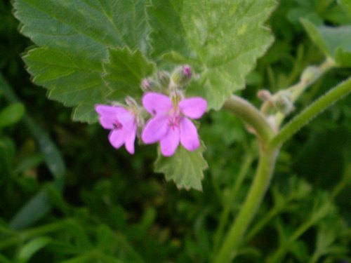 Erodium malacoides / Becco di gr malvaceo