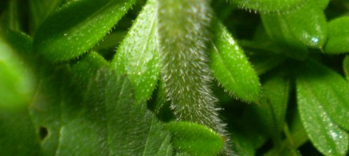 Erodium malacoides / Becco di gr malvaceo