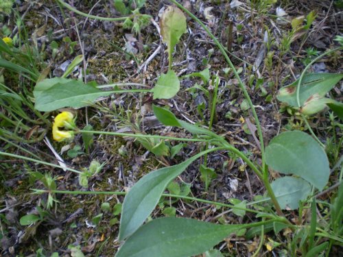 Scorpiurus muricatus / Erba-lombrica comune