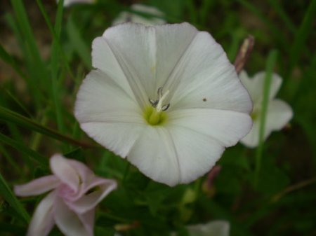 Legousia speculum-veneris e Convolvulus arvensis