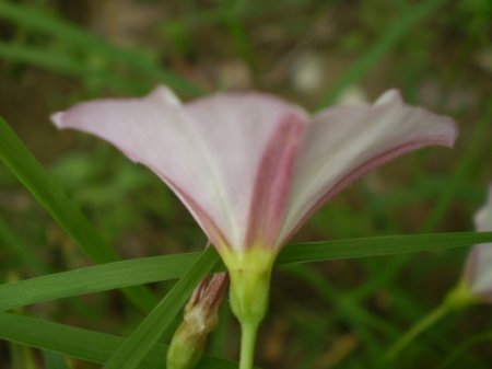 Legousia speculum-veneris e Convolvulus arvensis