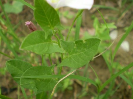 Legousia speculum-veneris e Convolvulus arvensis