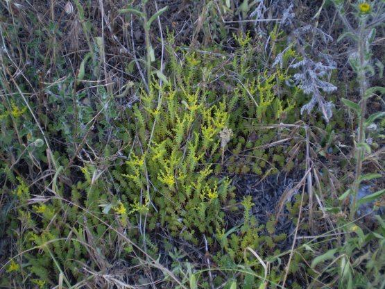 Sedum sexangulare