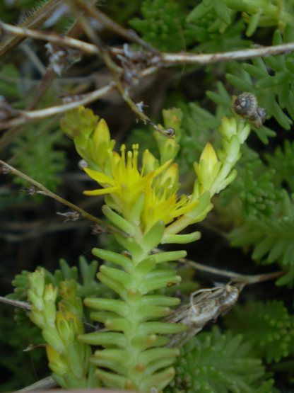 Sedum sexangulare