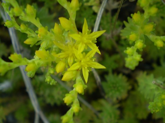 Sedum sexangulare