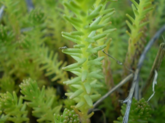 Sedum sexangulare