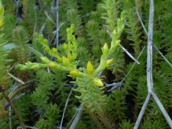 Sedum sexangulare