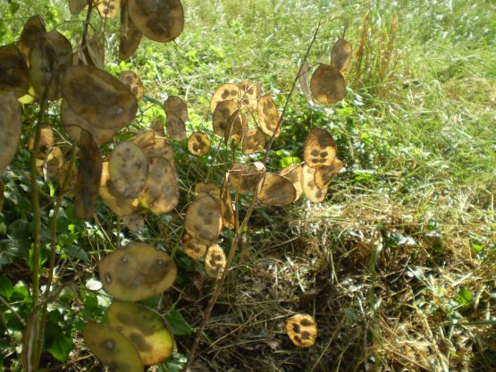 Lunaria annua