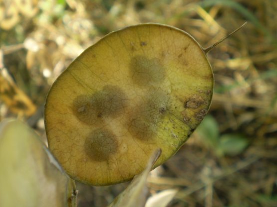 Lunaria annua