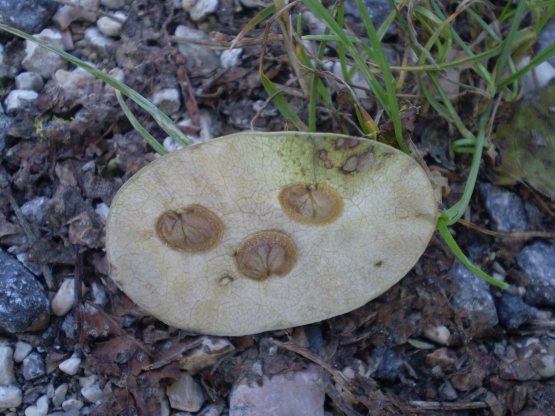 Lunaria annua