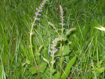 Salvia verbenaca