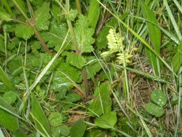 Salvia verbenaca