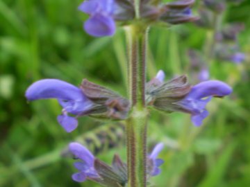 Salvia verbenaca