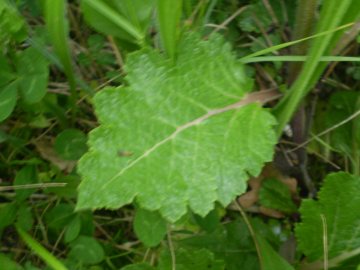 Salvia verbenaca