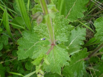 Salvia verbenaca