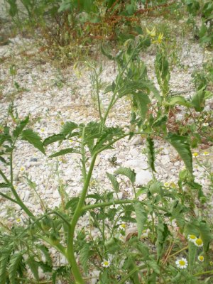 Solanum lycopersicum / Pomodoro (pianta coltivata)
