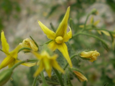 Solanum lycopersicum / Pomodoro (pianta coltivata)