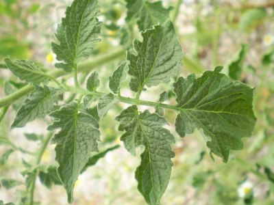 Solanum lycopersicum / Pomodoro (pianta coltivata)