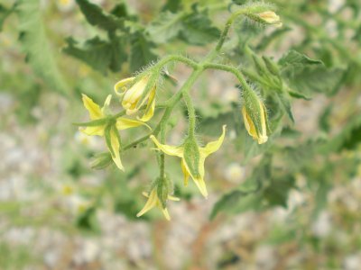 Solanum lycopersicum / Pomodoro (pianta coltivata)