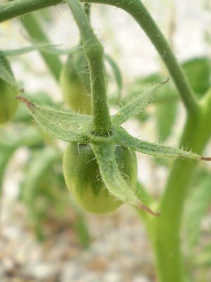 Solanum lycopersicum / Pomodoro (pianta coltivata)