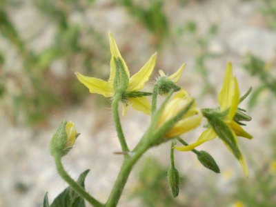 Solanum lycopersicum / Pomodoro (pianta coltivata)