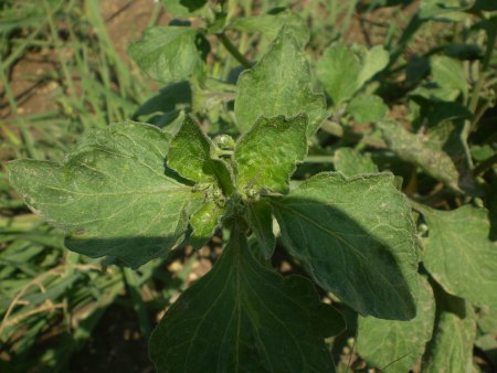 solanum sp.