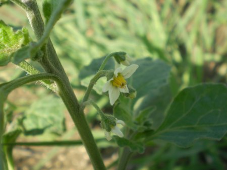 solanum sp.