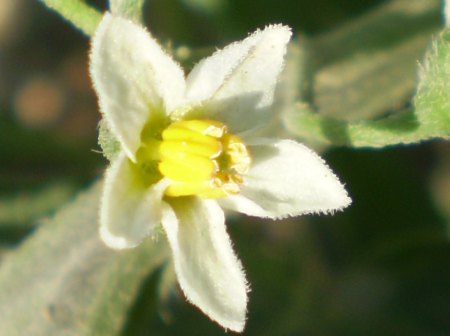 solanum sp.