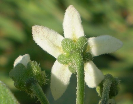 solanum sp.