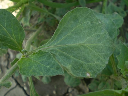 solanum sp.