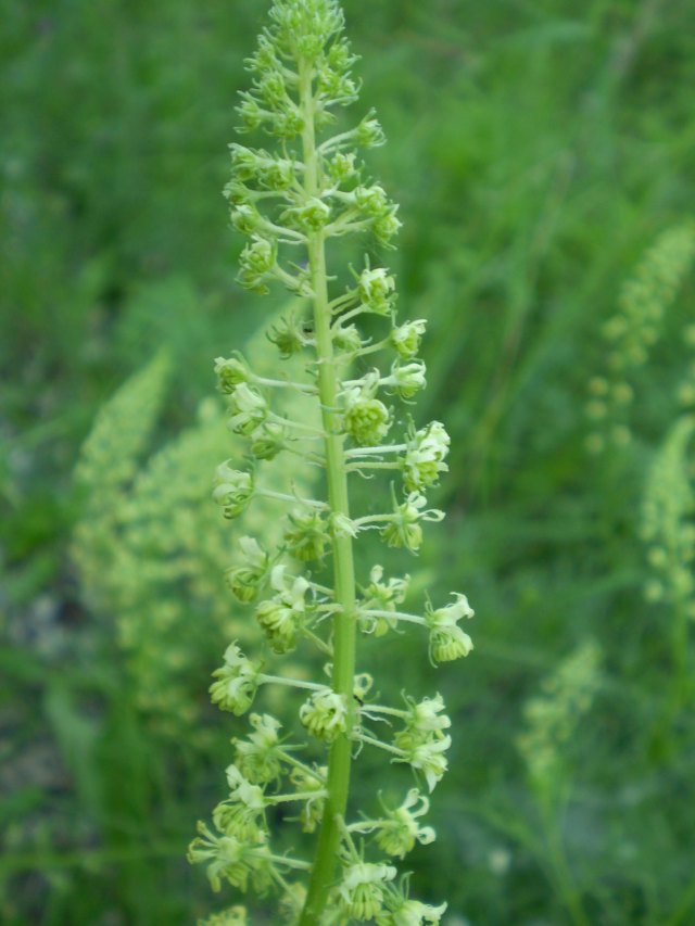 spighe gialle - Reseda lutea