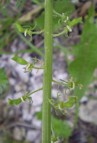 spighe gialle - Reseda lutea