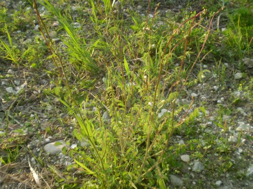 Sanguisorba cfr. minor